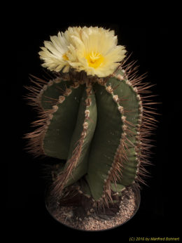 Astrophytum ornatum 1516